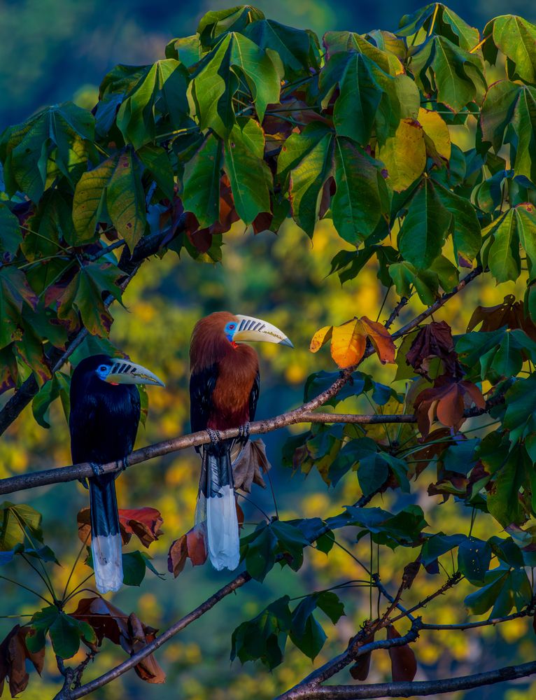 Photograph by SHIL ABHIJIT