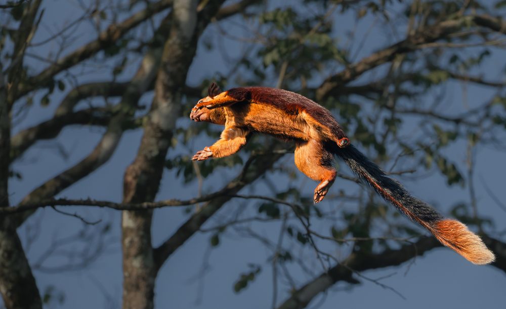 Master of the Canopy