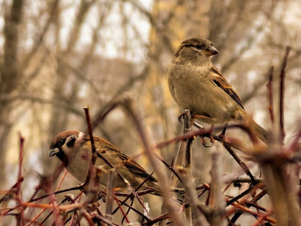 Photograph by Алла Саблина