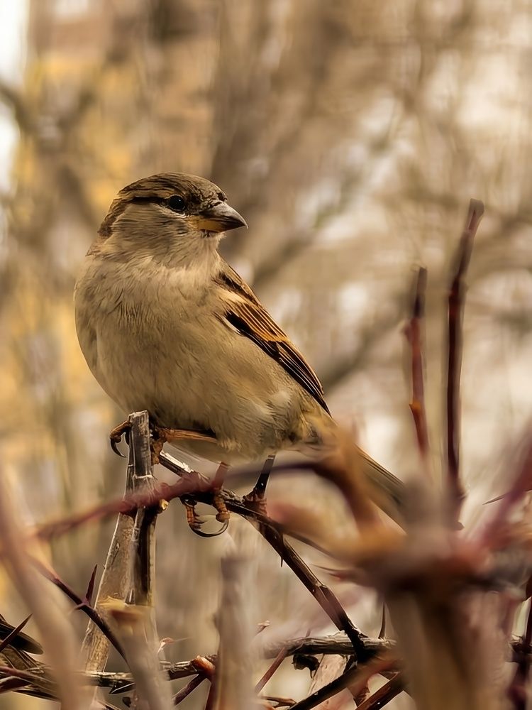 Photograph by Алла Саблина