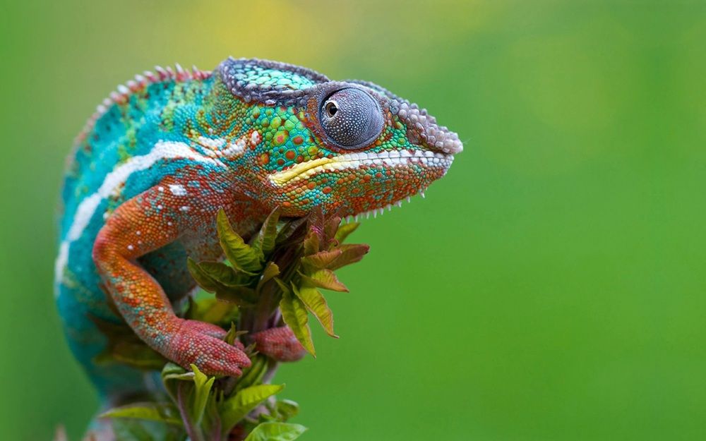 Wild chameleon