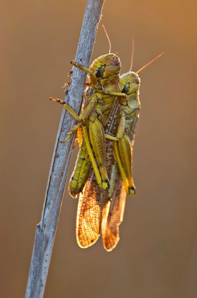 Photograph by Gurdina Lena