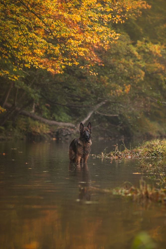 Autumn river