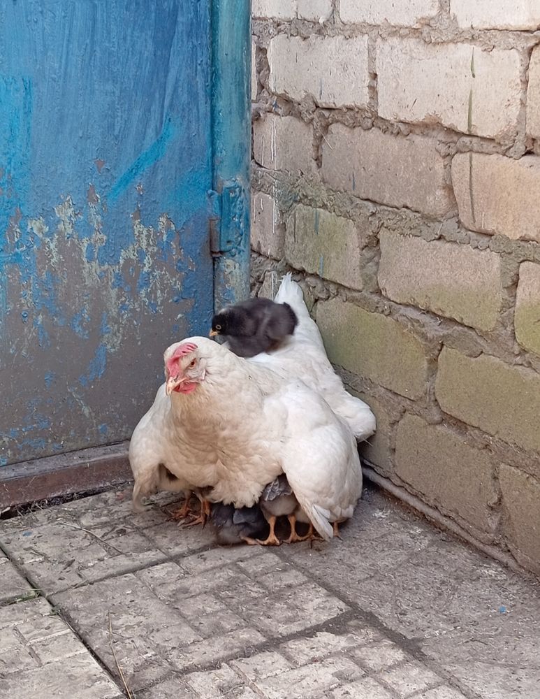 Photograph by Елена Коробченко