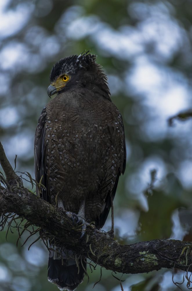 Photograph by SHIL ABHIJIT