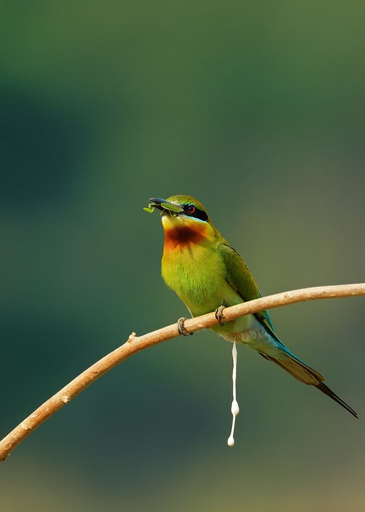 Photograph by Soumyojit Dutta Banik
