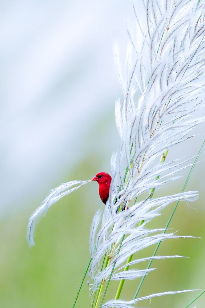 Photograph by Soumyojit Dutta Banik