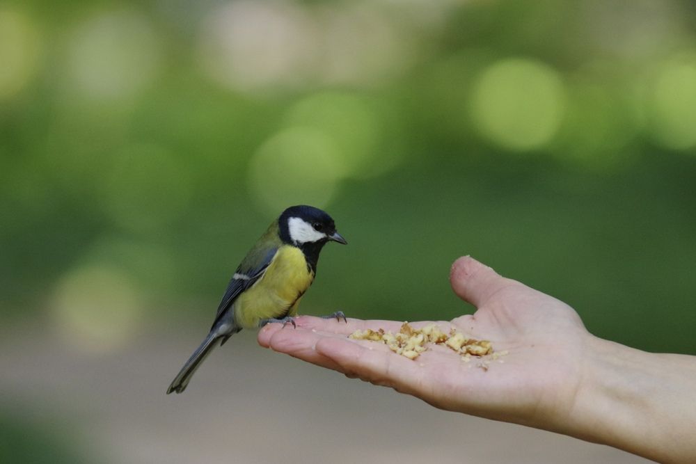 Фотография автора Мещеряков Сергей