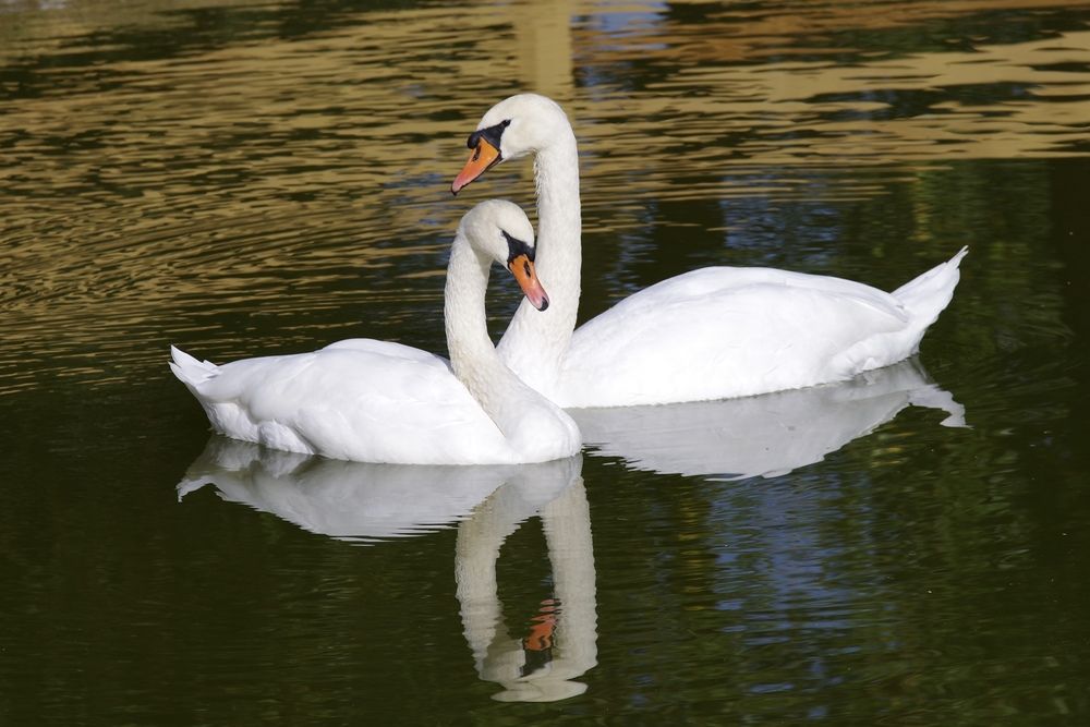 Фотография автора Мещеряков Сергей