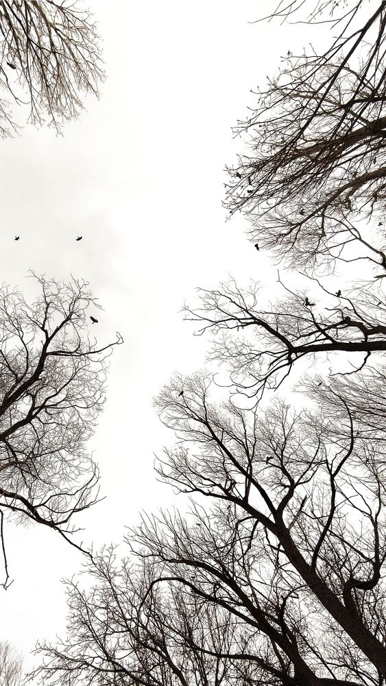 Фотография автора Amir Hosein Shokrabadi