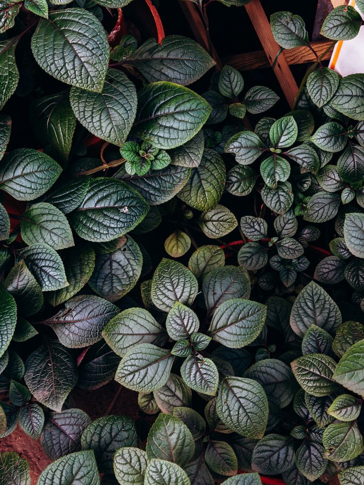 Photograph by Алиса Нежинская