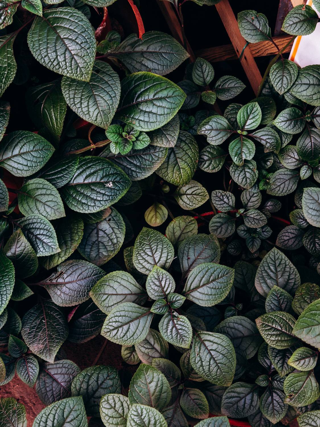 Фотография #13263029