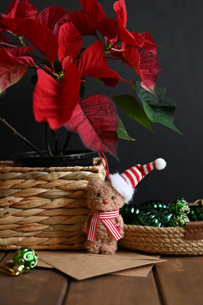 Фотография автора Ирина Дашевская