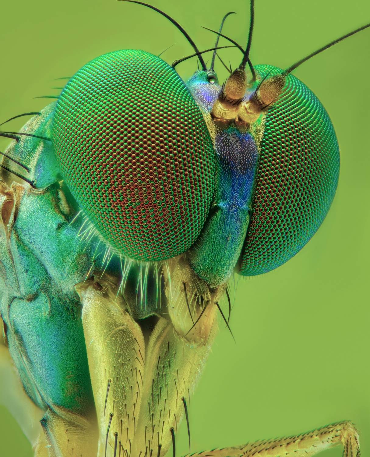 Emerald Gaze Emerald Gaze