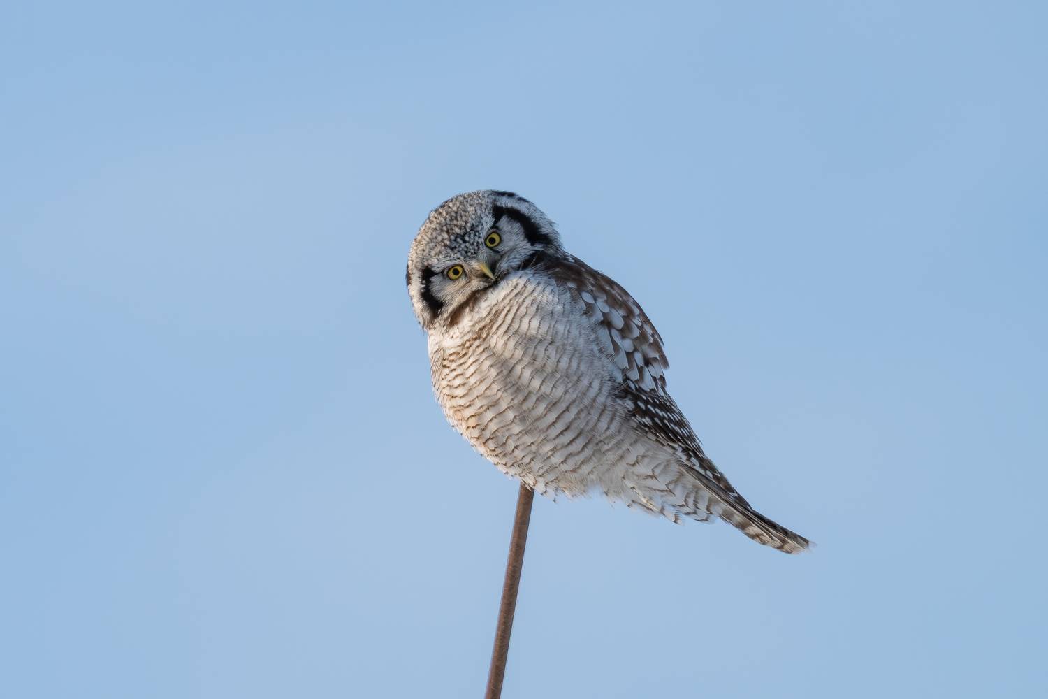 Фотография #13263111