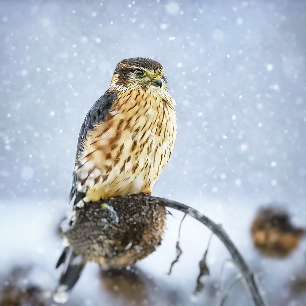 Photograph by Валерий Черняк
