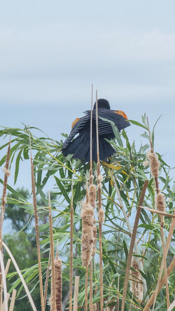 Фотография автора Al