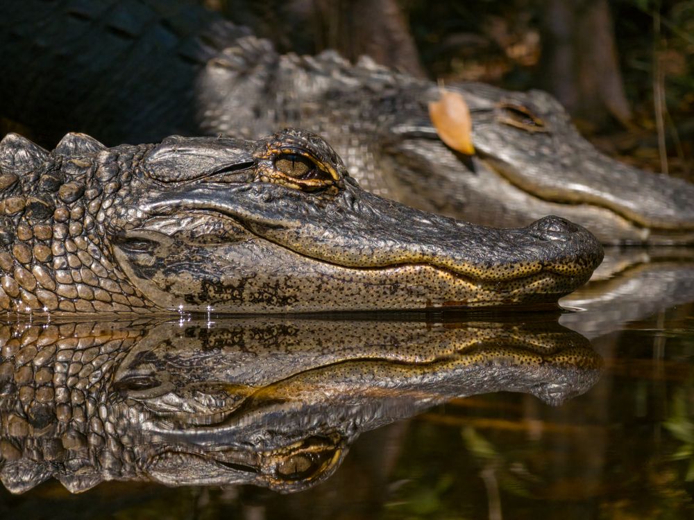 Reflections of a Young Swamp Sentinel