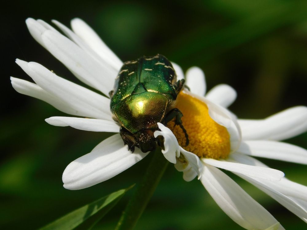 Photograph by Татьяна Колчанова