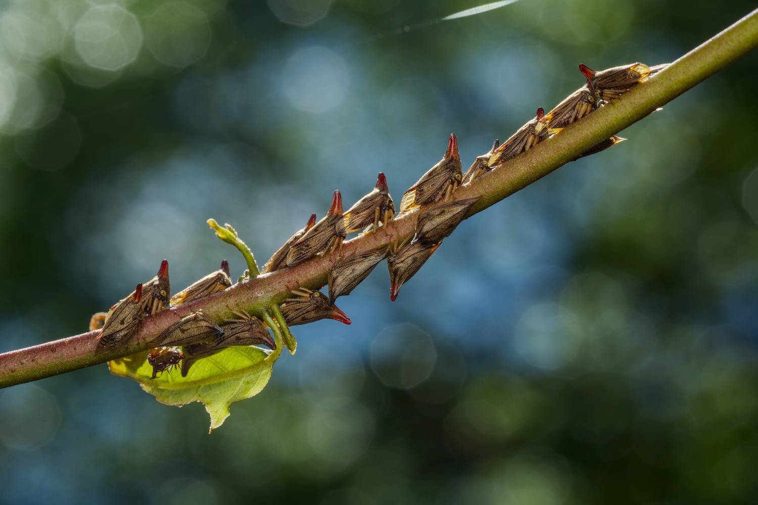 Treehopper family