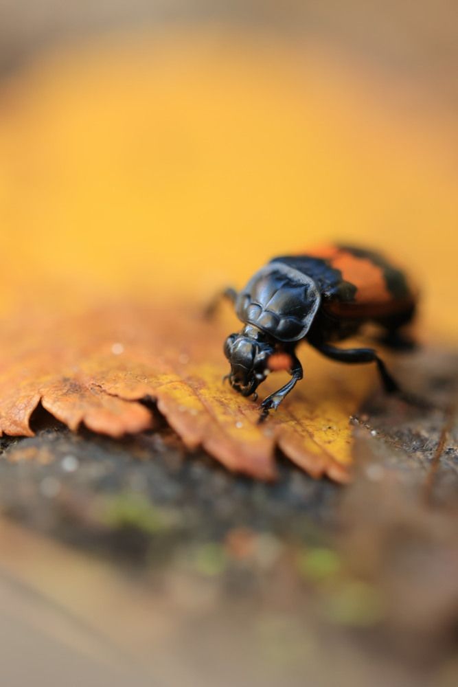 Photograph by Одаренко Ольга