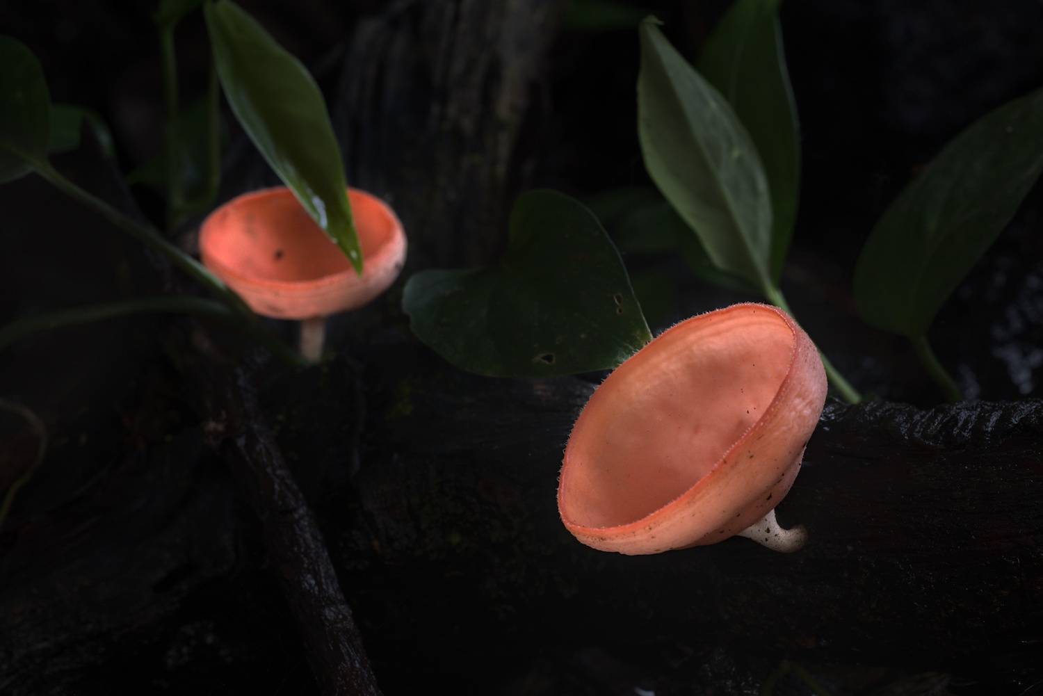Cup Mushrooms