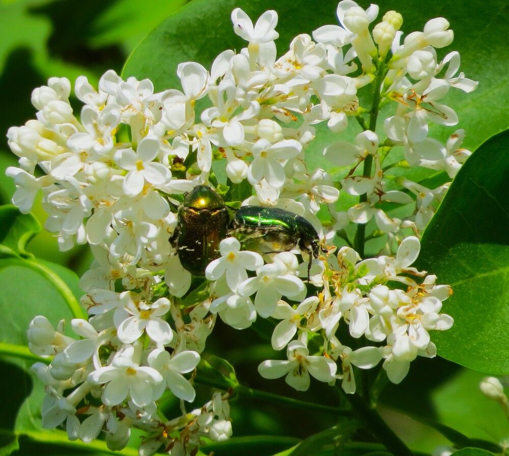 Photograph by Лариса Басова