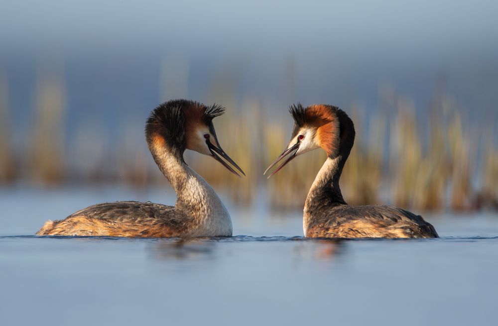 Просто любовь // Just love