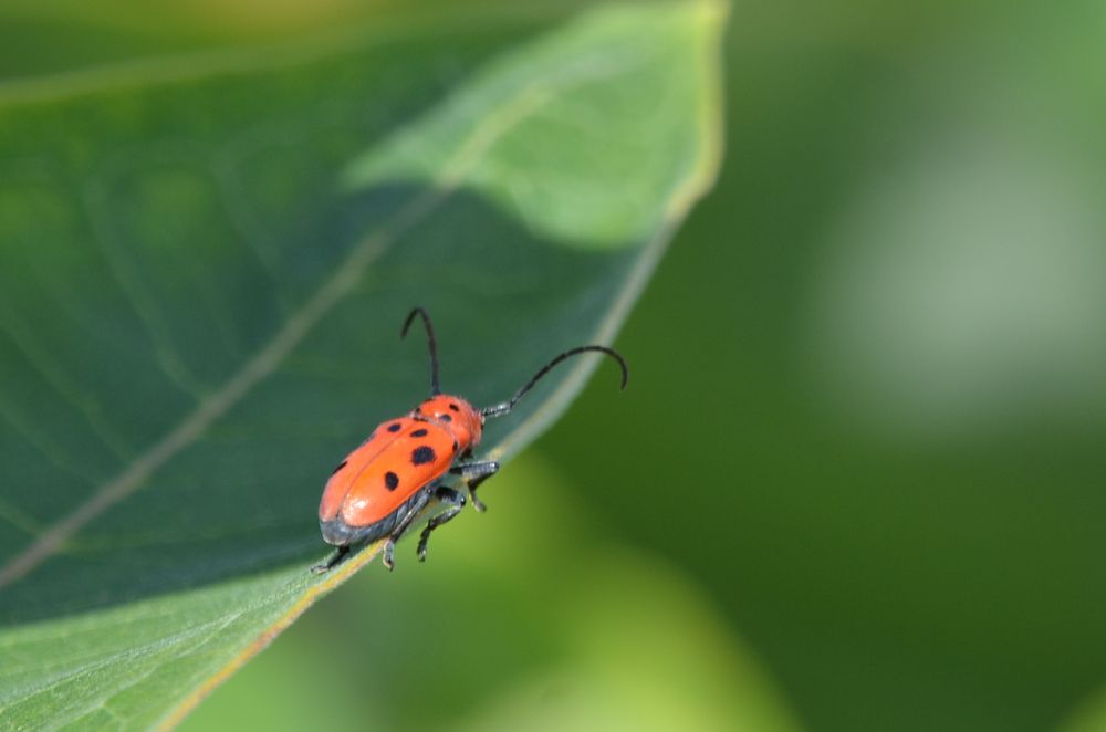 Photograph by Ken Oliver