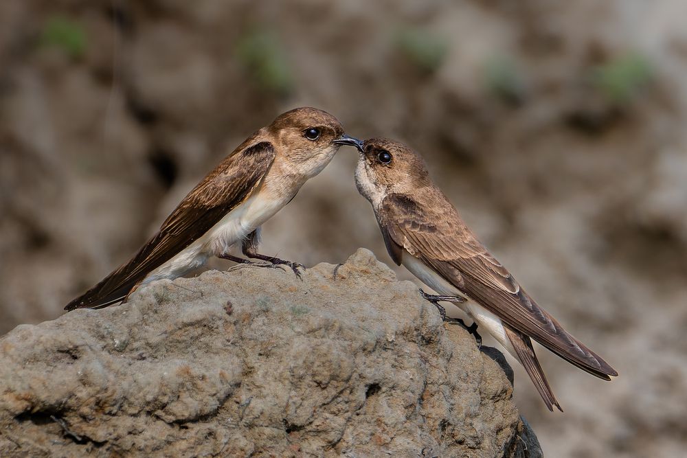 Photograph by Ibnul Arabi