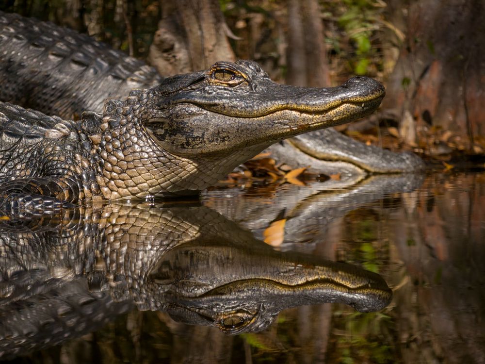Swamp Companions
