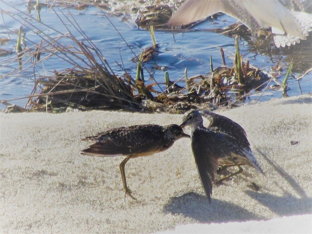 Игры ручейников