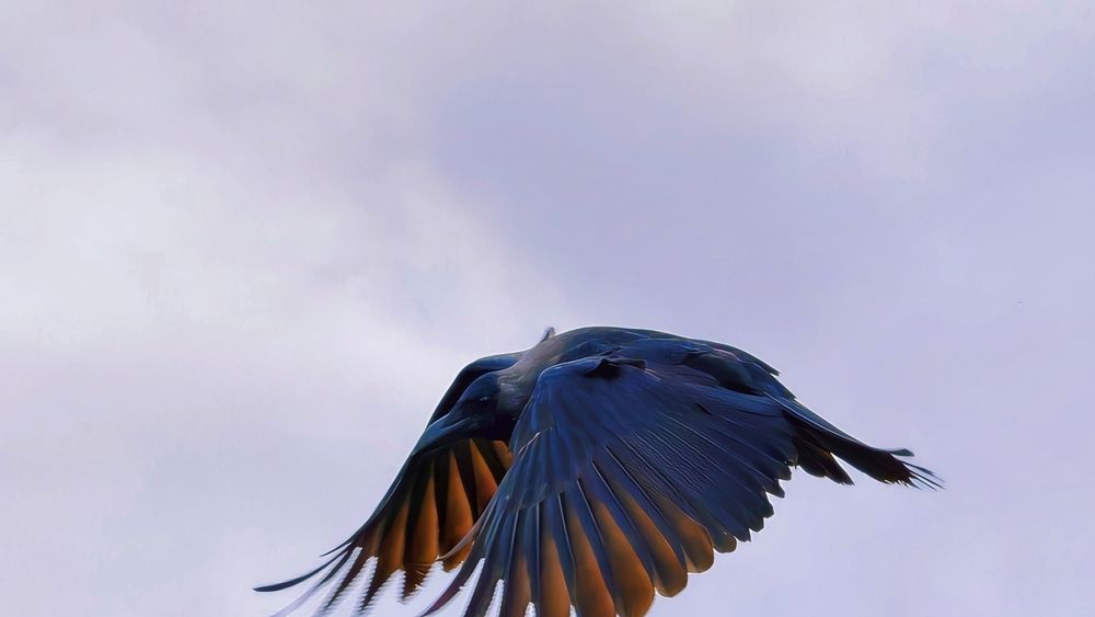 Фотография автора Captured Chronicles