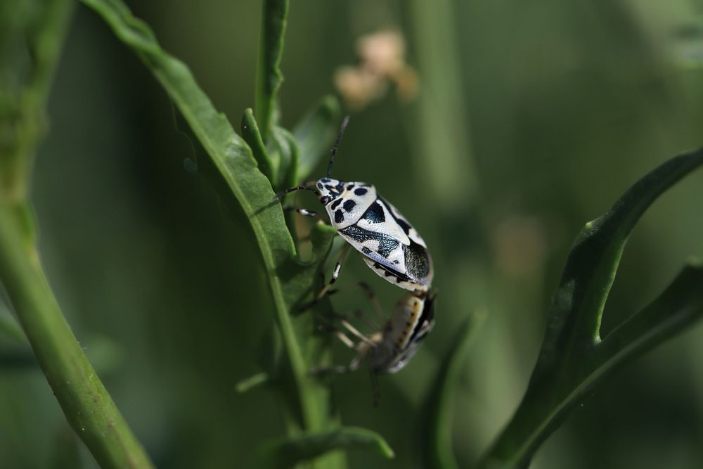 Крестоцветные клопы.