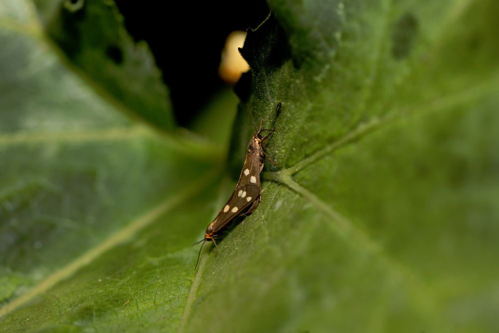 Любовь мотылька.