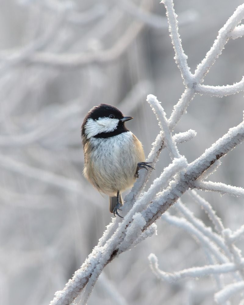 Photograph by Мамсур