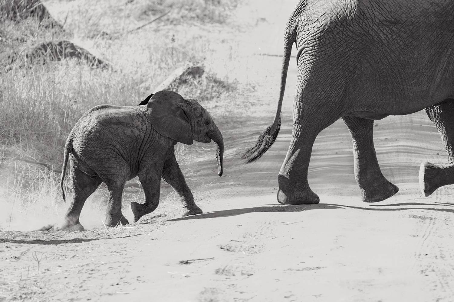 Photo #13265370