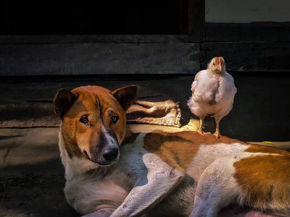 Photograph by Digonto Das
