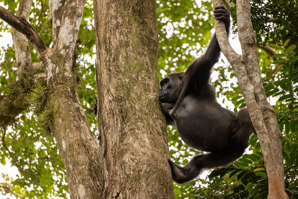 Photograph by Johan Willems