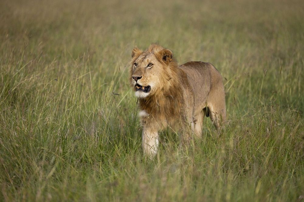 Lion King