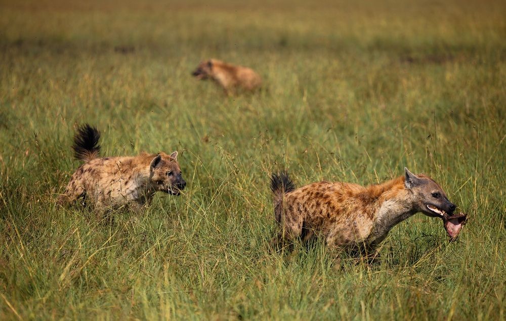 hyena chase