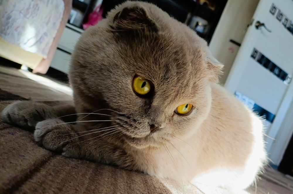 Photo #13266419