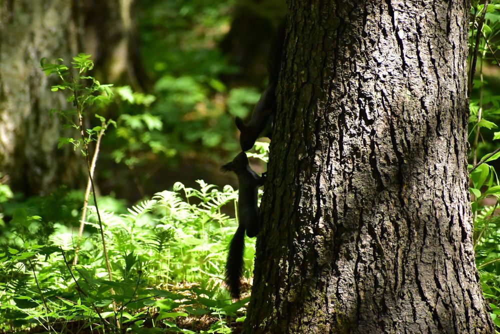 Photograph by Леонид Астапчик