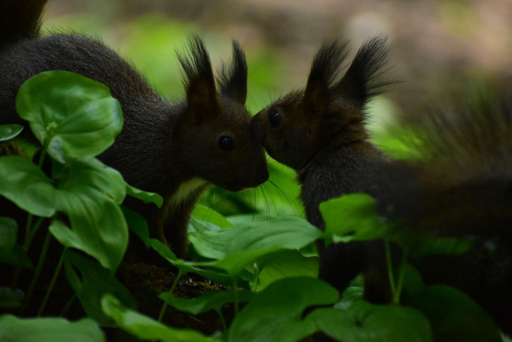 Photograph by Леонид Астапчик