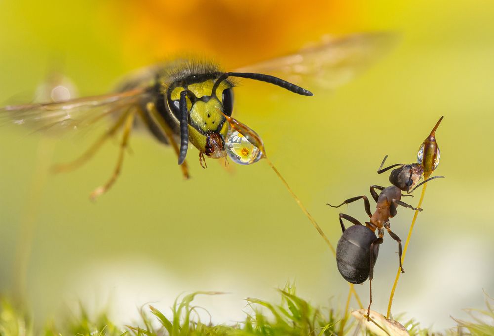 Wasps and Water Drops