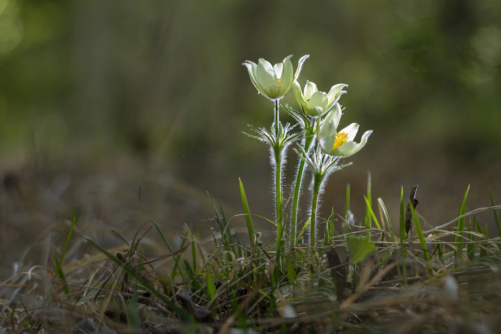 First flowers of spring
