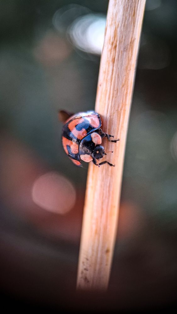 Photograph by Tatiana Kirillova