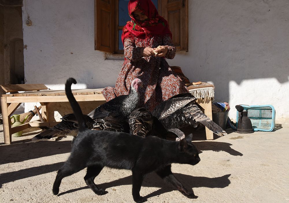 Photograph by mohammad hasan bagheri