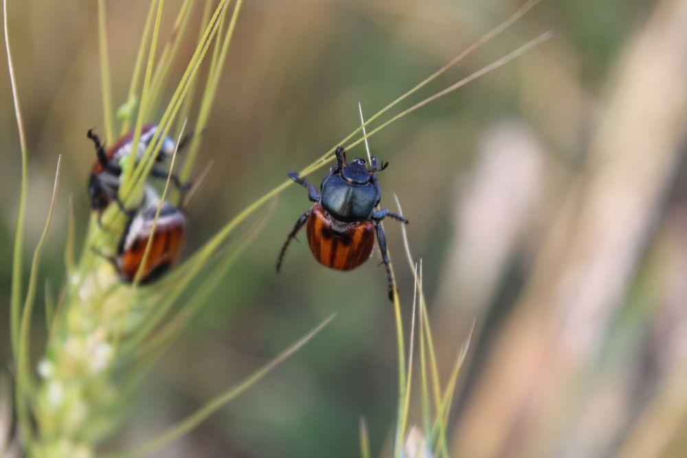 Photograph by Елена Коробченко