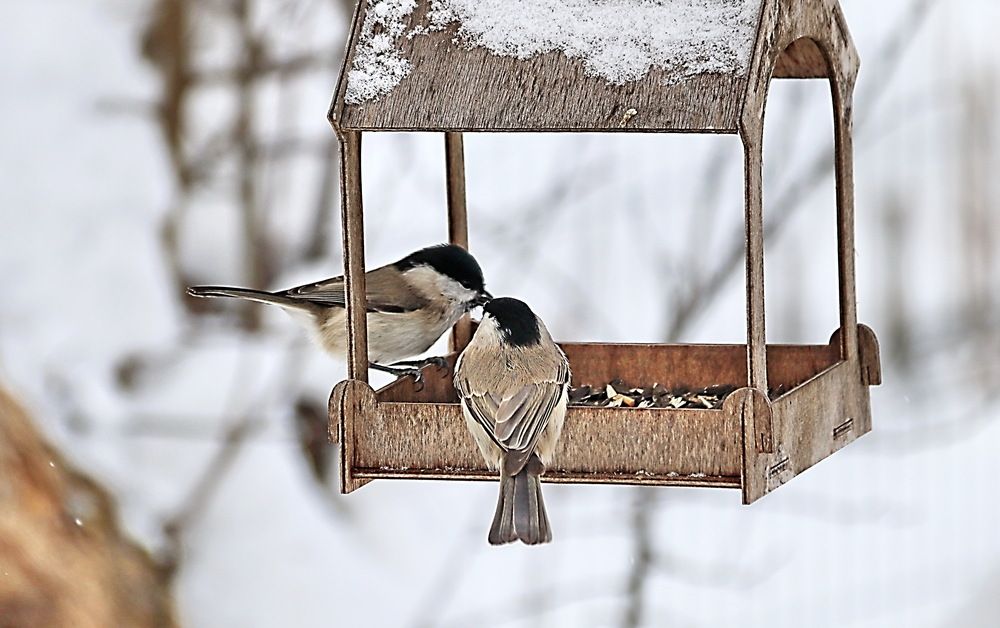 Photograph by Александр Лазебник